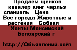 Продаем щенков кавалер кинг чарльз спаниель › Цена ­ 60 000 - Все города Животные и растения » Собаки   . Ханты-Мансийский,Белоярский г.